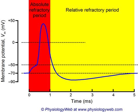 8 (1. . Refractory period by age